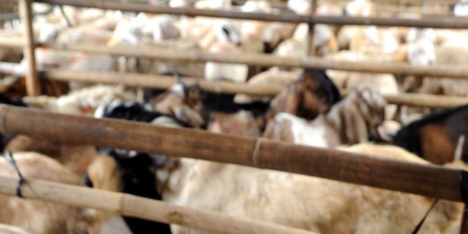 Jelang Idul Adha, Deddy Mizwar kurban ratusan kambing 