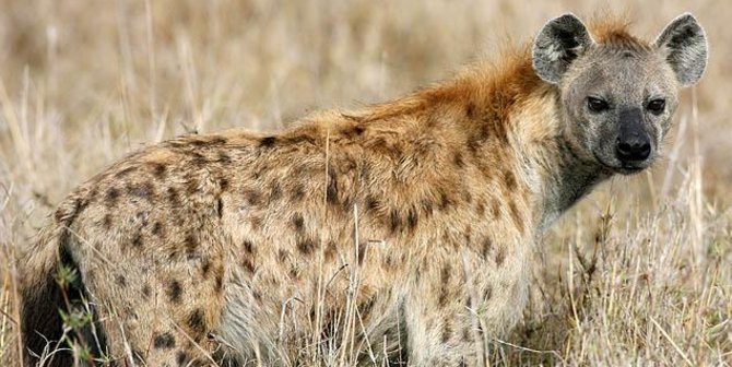 Kawinkan Hyena Kebun Binatang Ini Keliru Kandangkan 2 Pejantan