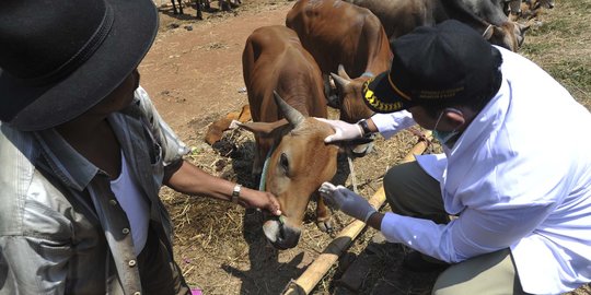 Cerita anak sapi berkepala dua yang diberi nama Prabowo-Jokowi