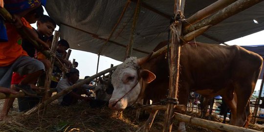 susu formula dan telor ayam kampung rev2