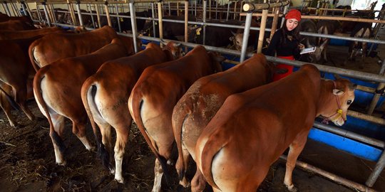 Tempuh perjalanan jauh, sapi kurban di Semarang stres dan flu