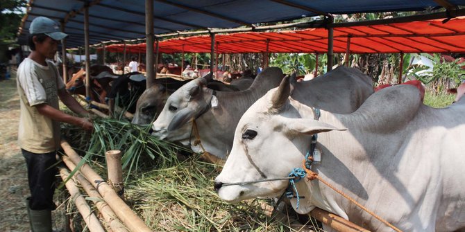 Harga naik, pasokan hewan kurban di Semarang turun 20 