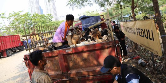 Ratusan hewan kurban mulai disebar ke pelosok Indonesia