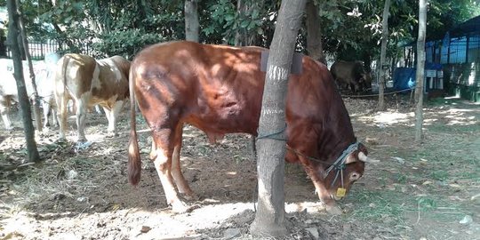 SBY dan Boediono berkurban masing-masing sapi 1 ton di Istiqlal