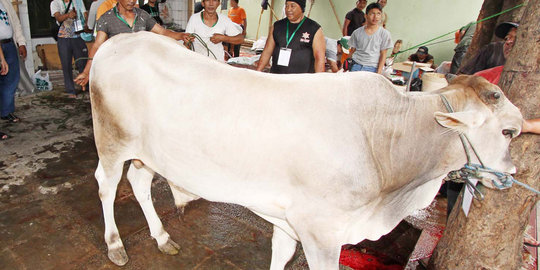 Cegah ricuh, Masjid Agung Semarang sebarkan kupon daging kurban