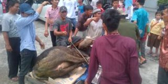 Akan disembelih, sapi kurban di Pekanbaru kabur masuk swalayan