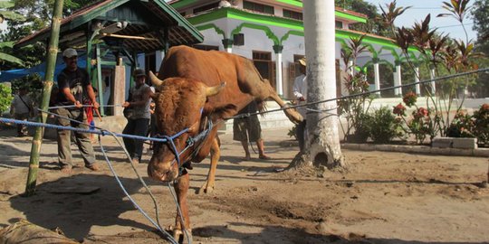 Kurban sapi & kambing, Polda Riau bagikan daging ke para 