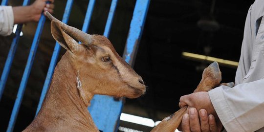 sapi kurban kabur masuk swalayan rev2