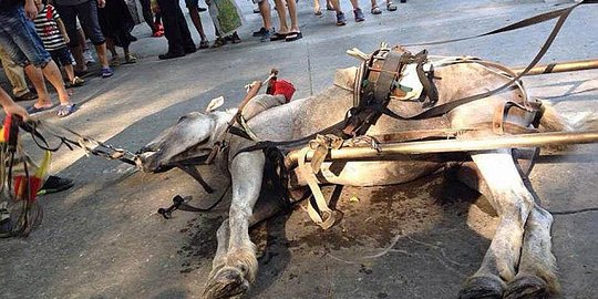 Kelelahan tarik kereta, kuda di China jatuh lalu mati