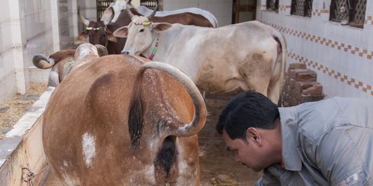 Dipaksa makan kotoran sapi, nyawa perempuan ini melayang