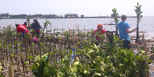 Cegah abrasi, petani di Semarang tanam mangrove 95 hektare