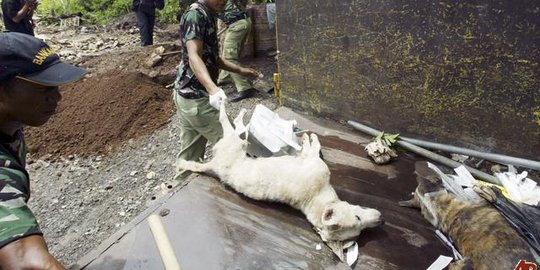 Terjangkit rabies, 291 anjing liar di Bengkulu dieliminasi