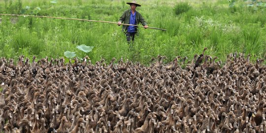 Dalam seminggu, ratusan itik di Ajibarang mati mendadak