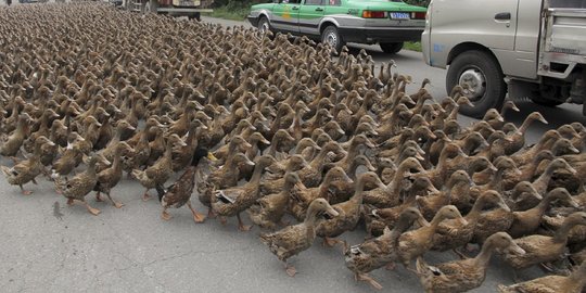 Ratusan itik yang mati di Ajibarang diduga terinfeksi flu burung