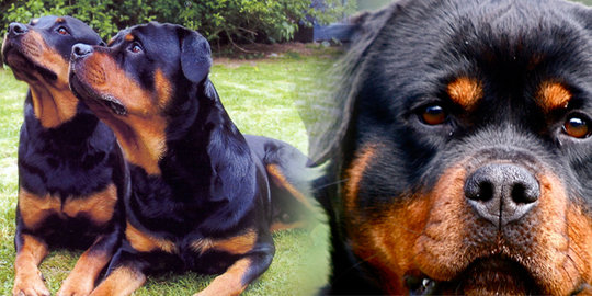 lucu dan imut, inilah 5 anjing termahal di dunia!