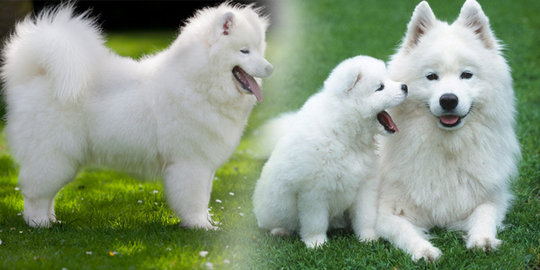 24++ Jenis anjing samoyed information