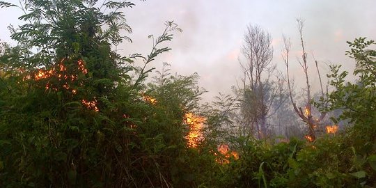 Kemarau, puluhan titik ilalang di Semarang habis terbakar