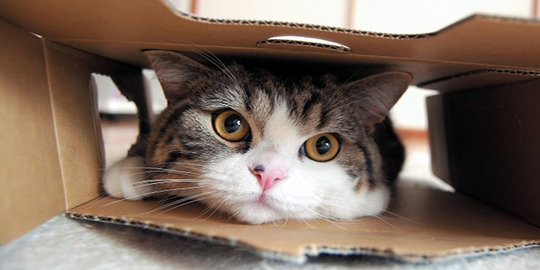 9 kucing yang jadi selebritis di internet