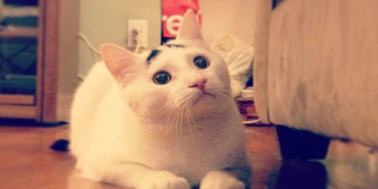 9 kucing yang jadi selebritis di internet