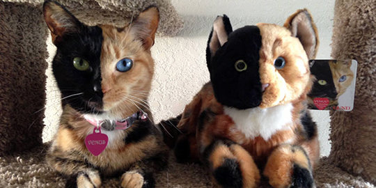 9 kucing yang jadi selebritis di internet
