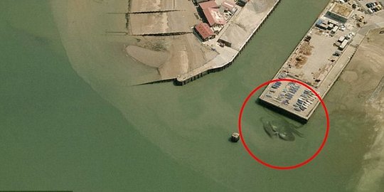 Kepiting raksasa terlihat di pelabuhan di Inggris
