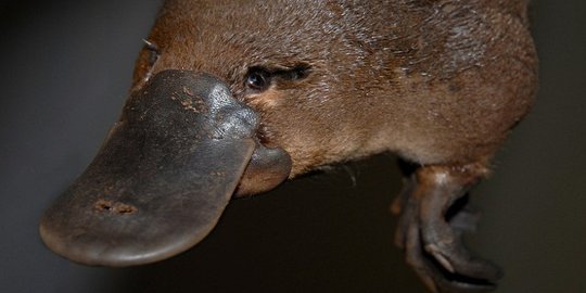 tak disangka, 10 hewan lucu ini bisa bunuh manusia