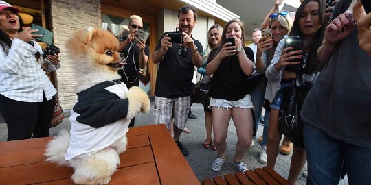 Ini Jiff, anjing menggemaskan yang jago berjalan dengan dua kaki