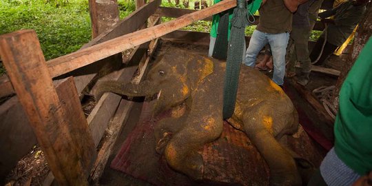 Kondisi miris Agam, anak gajah Sumatera di Aceh alami patah kaki
