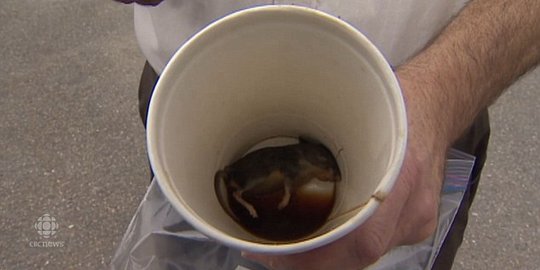 Pria Kanada temukan tikus mati di dasar gelas kopi McDonald's