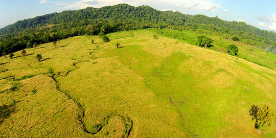 Menikmati pesona hutan tua di Taman Nasional Alas Purwo