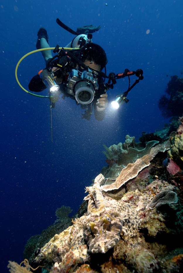 mengenal pesona bawah laut kepulauan derawan