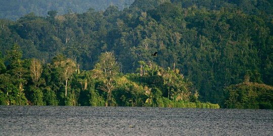 Taman Nasional Lore Lindu, rumah flora fauna endemik Sulawesi