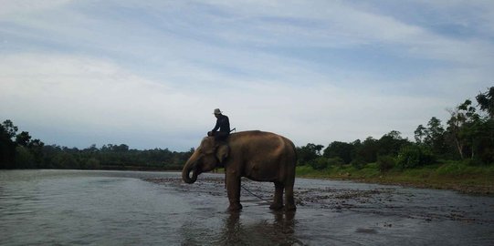 10 Tahun ini gajah Sumatera di Air Sugihan menyusut sisa 30 ekor