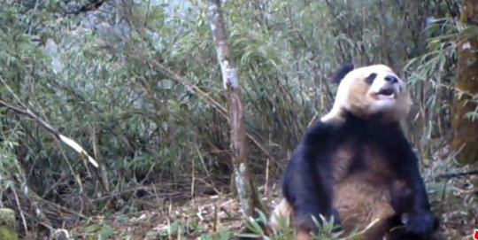 Diduga kesepian, panda di China terekam asyik masturbasi