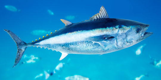 Amankah makan ikan tuna setiap hari?