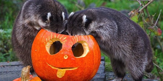 Lucunya tingkah rakun rayakan Halloween dengan buah labu