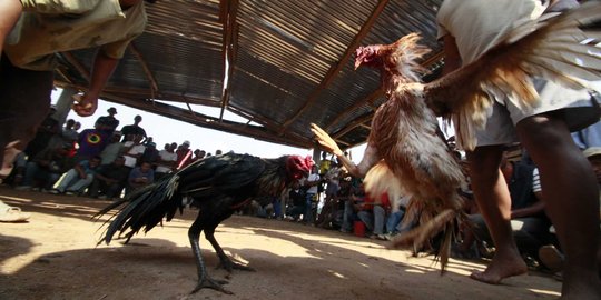 Jatuh miskin, putri Kerajaan Rumania nekat usaha sabung ayam