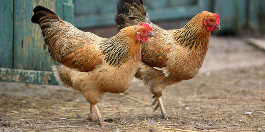 Dinilai persulit impor ayam, Indonesia dilaporkan Brasil ke WTO