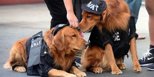 Gaya anjing berkostum unik rayakan Halloween di California