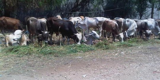 Kemarau panjang, ratusan sapi milik warga NTT mati