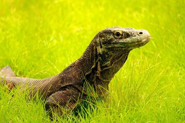 taman nasional komodo menelusuri lebih dalam kehidupan komodo