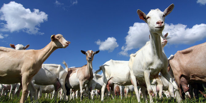 Empat orang ini nekat setubuhi binatang  merdeka.com