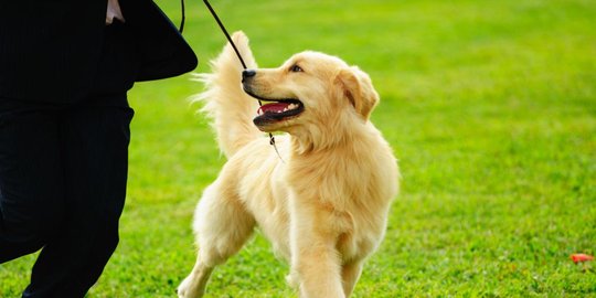 ini setubuhi anjing peliharaan rev4