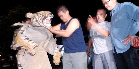 Lagi tunggu pembeli, Penjual kulit harimau Sumatera dibekuk