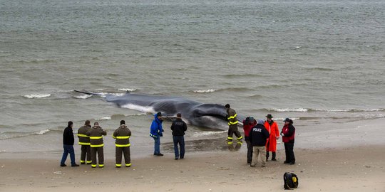 Terdampar di bibir pantai, 2 dari 5 paus biru mati karena stres