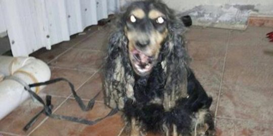 Anjing 'mutan' ditemukan di gurun Saudi