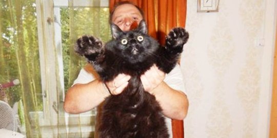 Maximus, si kucing gembul berbobot lebih dari 10 kg
