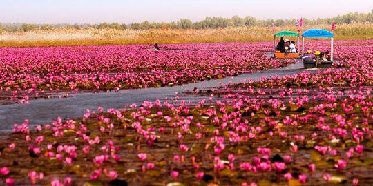 Cantiknya lautan teratai pink di Udon Thani, Thailand