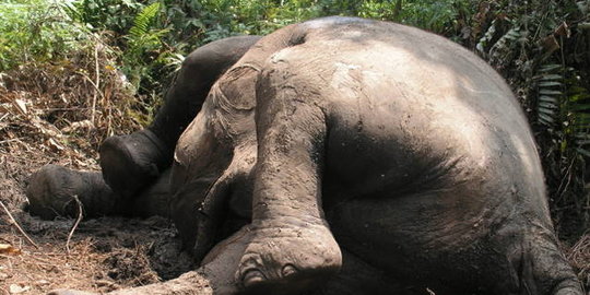 Puluhan gajah ditemukan tewas di hutan industri akasia Pekanbaru