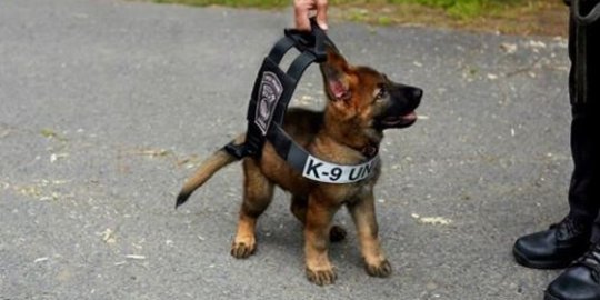 Tuco, anjing polisi yang super menggemaskan